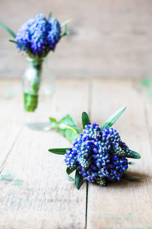 Blue grape hyacinth on a old wooden backgroundの写真素材
