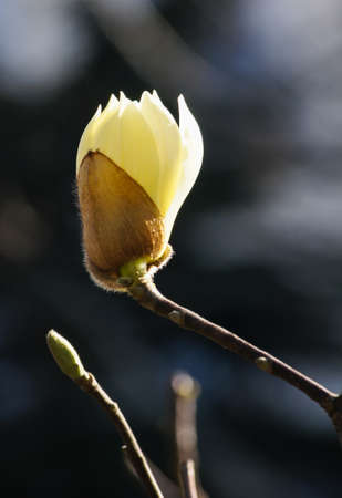 Blossom of magnolia tree in the garden, spring timeの写真素材