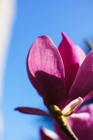 Blossom of magnolia tree in the garden, spring timeの写真素材