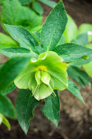 Close up of rare Helleborus flower in the forestの写真素材