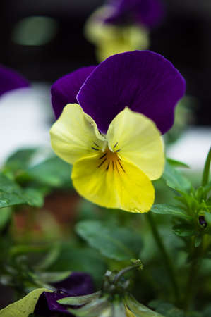 Tricolor violas in the spring garden with rain drops