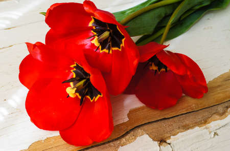 Red tulips on the old wooden tableの写真素材