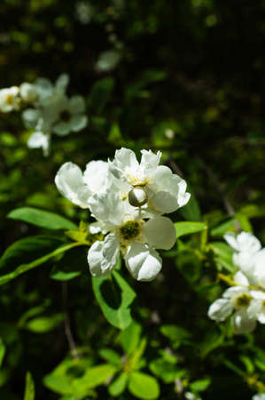 Jasmine bush blooming in the sprig time gardenの写真素材