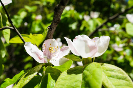 Blossom of apple tree in the spring gardenの写真素材
