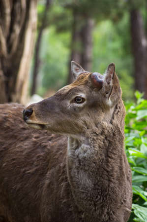 Deer in the Tbilisi zoo, spring time