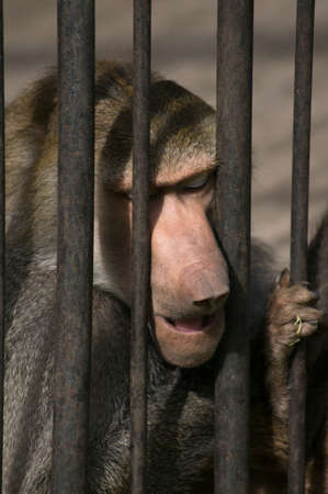 Baboon in the Tbilisi zoo cage