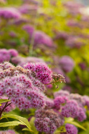 Purple flowers on the bush in sunset time