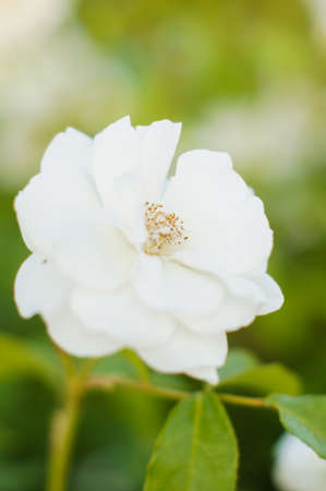 White rose on the bush in the summer gardenの写真素材
