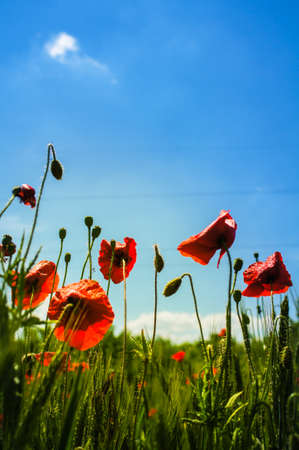 Vivid red poppy and wheat fieldの写真素材