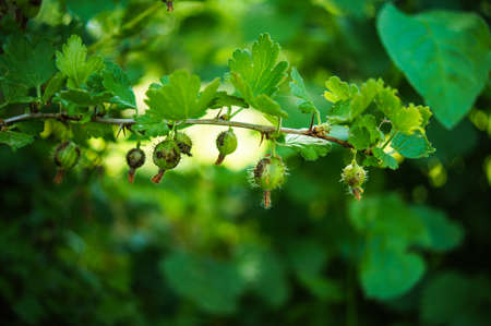 Fresh Green Gooseberries On A Branch Of Gooseberry Bushの写真素材