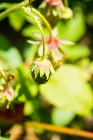 Wild strawberry bush with unripe berriesの写真素材