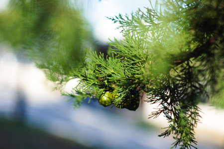 Young branch in spring from European Larch (Larix decidua)の写真素材
