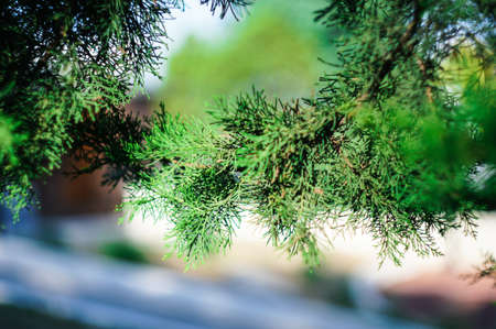 Young branch in spring from European Larch (Larix decidua)