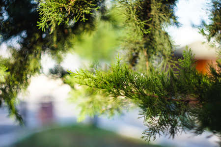 Young branch in spring from European Larch (Larix decidua)の写真素材