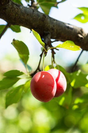 plum bio organic, plum tree, summer backround,graden, bio farmの写真素材