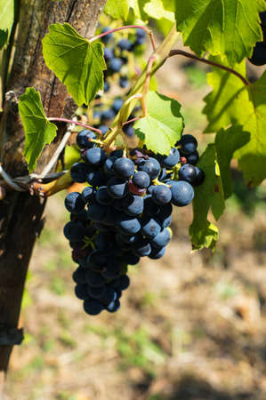 Vineyards in autumn harvest. Ripe grapes in fall.