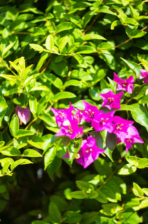 pink bougainvillea flowers blooming and leaves in garden