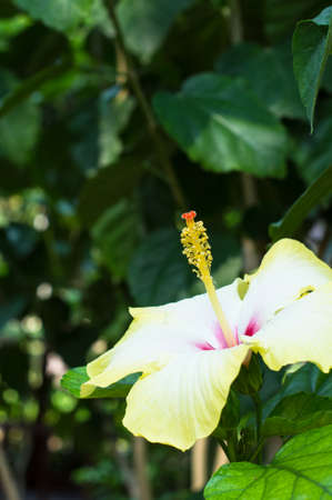 Hibiscus flowers in the tropical gardenの写真素材
