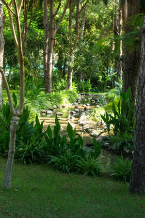 Creek in the tropical carden with little wooden bridgeの写真素材