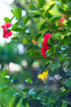 Hibiscus flowers in the tropical garden