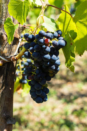Vineyards in autumn harvest. Ripe grapes in fall.の写真素材