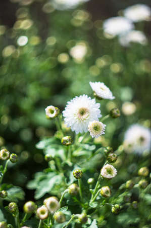 Beautiful chrysanthemum flowers in autumnal garden