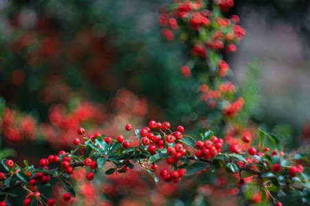 Autumnal red and yellow rowan berries on the bush in the gardenの写真素材