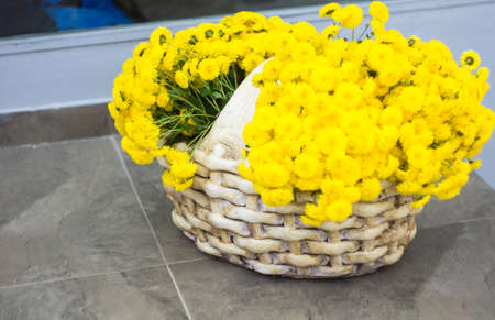 Beautiful chrysanthemum flowers in autumnal gardenの写真素材