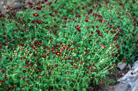 Beautiful chrysanthemum flowers in autumnal gardenの写真素材