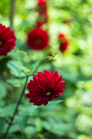 Red Dahlia flower in autumnal garden. Selective focus