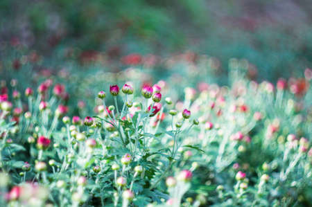 Beautiful chrysanthemum flowers in autumnal gardenの写真素材