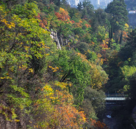 Autumnal landscape with trees covered yellow and red leaves and rural roadの写真素材
