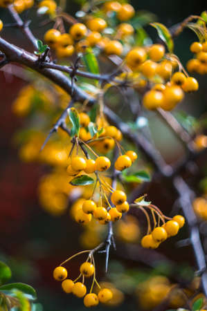 Autumnal red and yellow rowan berries on the bush in the gardenの写真素材
