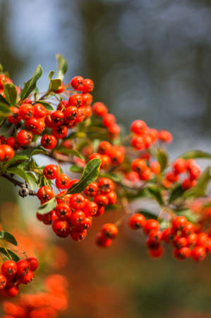 Autumnal red and yellow rowan berries on the bush in the gardenの写真素材
