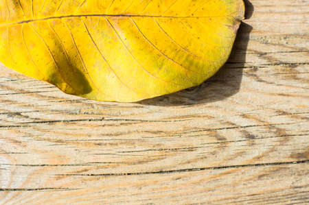 Yellow autumnal leaf on the old wooden backgroundの写真素材