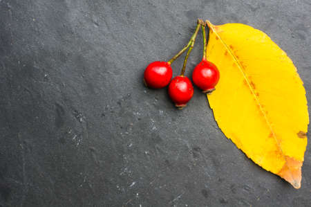 Wild rose hips and autumna yellow leaves on the rustic backgroundの写真素材