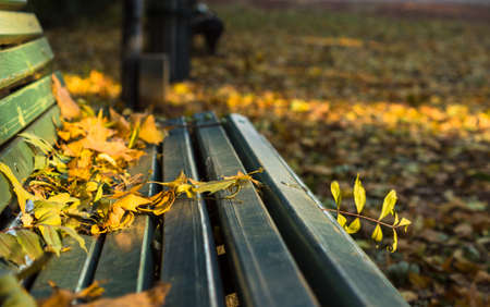 Old wooden bench with no people in the bright autumnal parkの写真素材