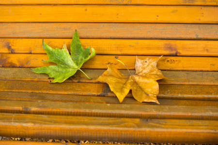 Old wooden bench with autumn leavesの写真素材