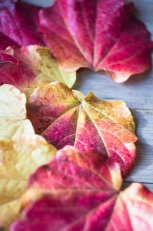 Autumnal red and yellow leaves of ivy (wild grape) plant on wooden backgroundの写真素材