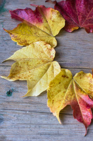 Autumnal red and yellow leaves of ivy (wild grape) plant on wooden backgroundの写真素材