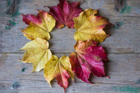 Autumnal red and yellow leaves of ivy (wild grape) plant on wooden backgroundの写真素材