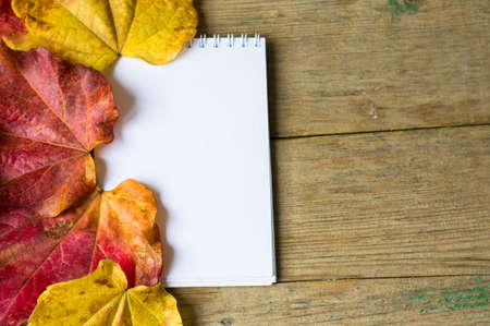 Rea and yellow autumnal leaves of ivy lant and empty paper on wooden backgroundの写真素材