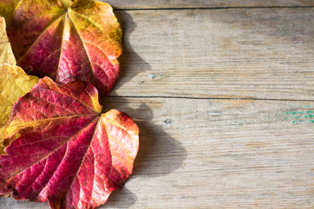 Autumnal red and yellow leaves of ivy (wild grape) plant on wooden backgroundの写真素材