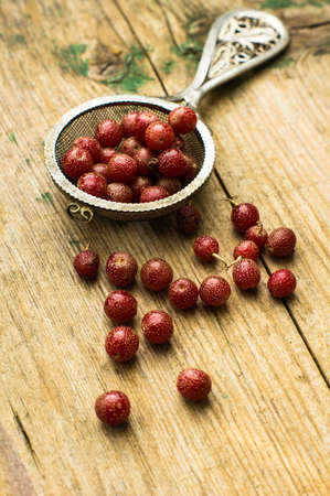 Ripe gojy berries on the bush branch on vintage plateの写真素材