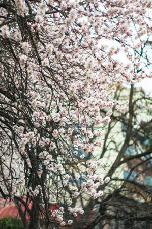 Blooming almond tree in a spring time parkの写真素材