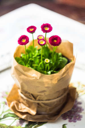 Spring time table decoration with pint margarete flowers in a potの写真素材