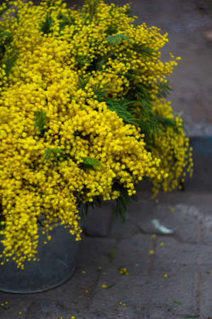 Bright yellow mimosa flowers on the street marketの写真素材