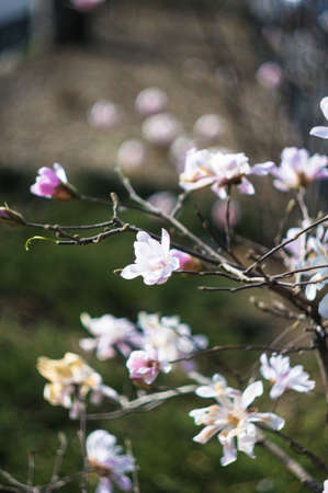 Blooming Magnolia tree in the spring time park