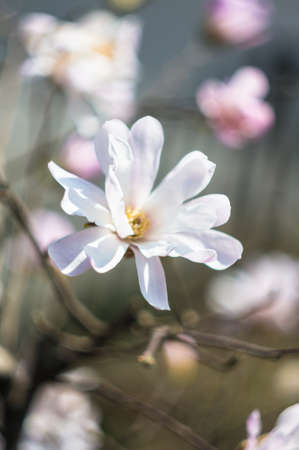 Blooming Magnolia tree in the spring time parkの写真素材