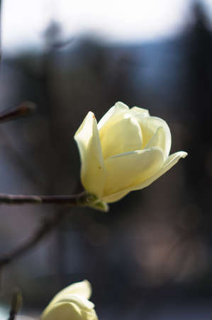 Blooming Magnolia tree in the spring time parkの写真素材